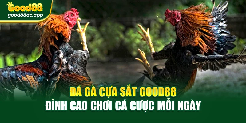 Đá Gà Cựa Sắt Good88 – Đỉnh Cao Chơi Cá Cược Mỗi Ngày