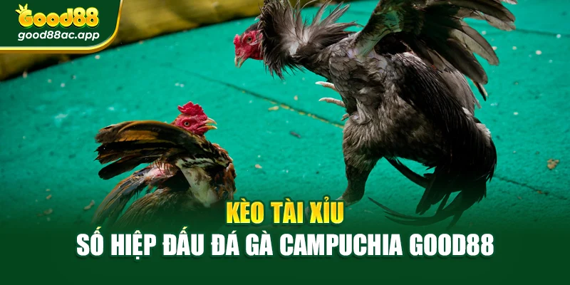 Kèo tài xỉu số hiệp đấu Đá gà campuchia Good88