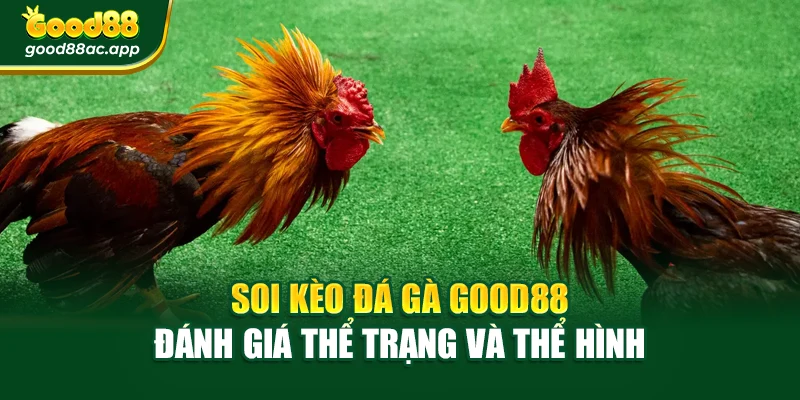 Soi kèo đá gà Good88 đánh giá thể trạng và thể hình