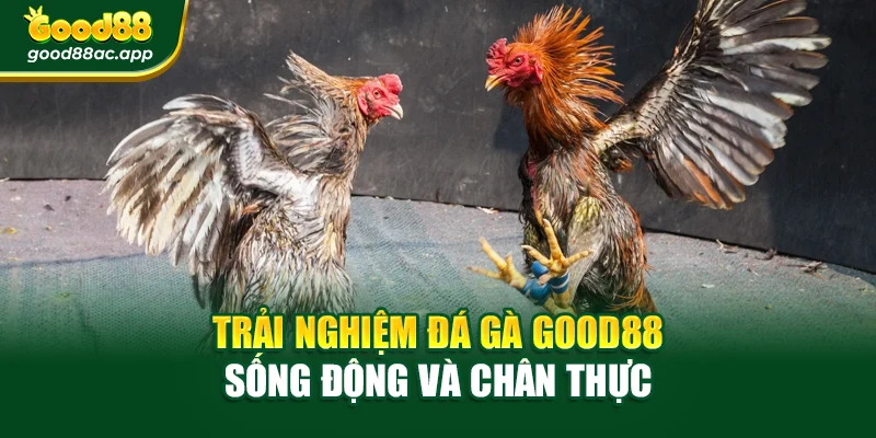 Trải nghiệm đá gà Good88 sống động và chân thực